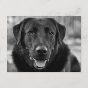 Black Labrador Photo Pet Dog Postcard