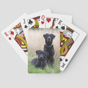 Black Labrador playing cards