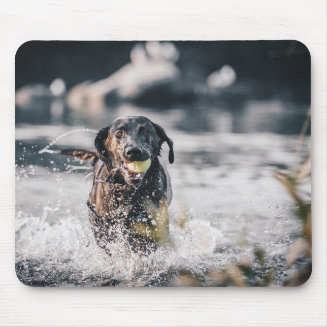 Black Labrador Plays Fetch In Water Mouse Pad (Front)