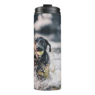 Black Labrador Plays Fetch In Water Thermal Tumbler