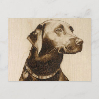Black Labrador Postcard