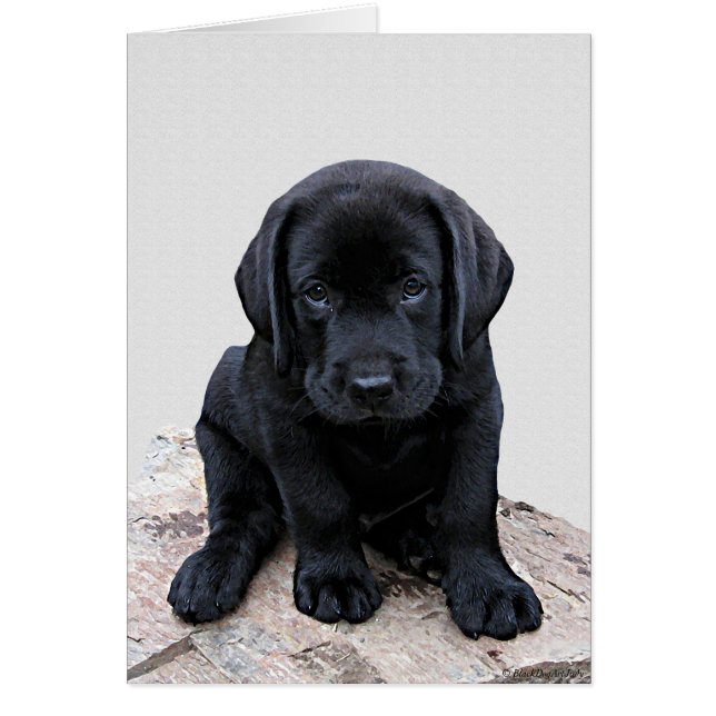 Black Labrador Pup (Front)