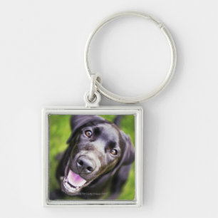 Black labrador puppy looking upwards, close-up key ring