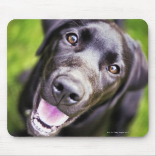 Black labrador puppy looking upwards, close-up mouse pad