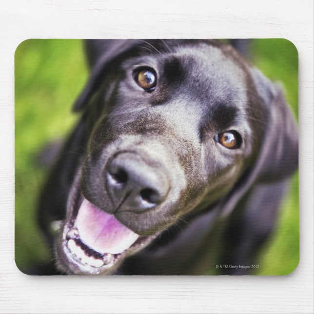 Black labrador puppy looking upwards, close-up mouse pad (Front)