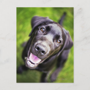 Black labrador puppy looking upwards, close-up postcard