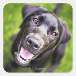 Black labrador puppy looking upwards, close-up square sticker