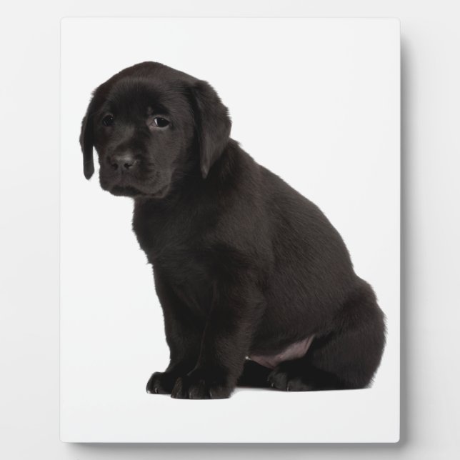 Black Labrador Puppy Plaque (Front)
