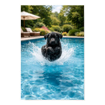 black Labrador Puppy Plunge