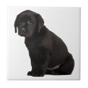 Black Labrador Puppy Tile