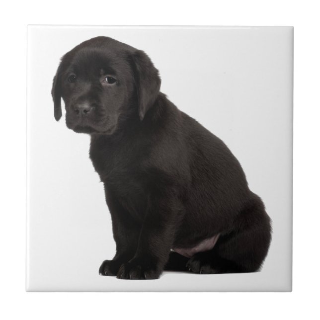 Black Labrador Puppy Tile (Front)