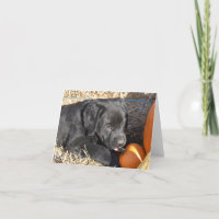 Black Labrador puppy with Pumpkins