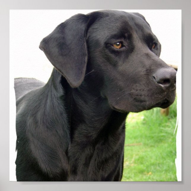 Black Labrador Retriever Dog Poster Print (Front)