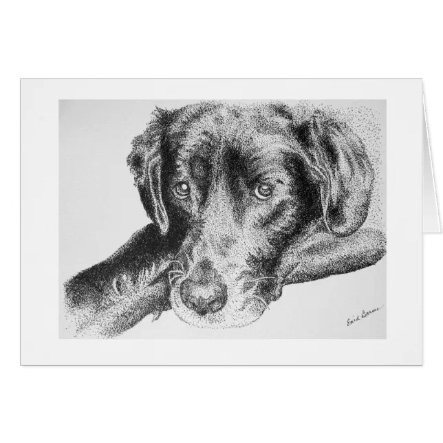 Black Labrador Retriever from Pen and Ink Drawing
