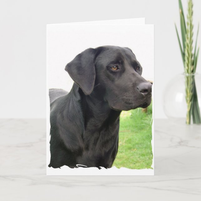 Black Labrador Retriever Greeting Card (Front)