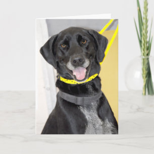 Black Labrador Retriever Mix Greeting/Note Cards