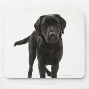 Black labrador retriever mouse pad
