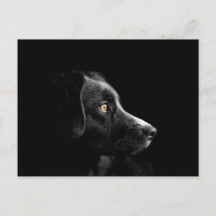 black labrador retriever postcard