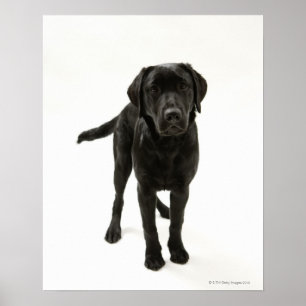 Black labrador retriever poster