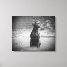 Black Labrador Retriever Puppy