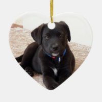 Black Labrador Retriever Puppy