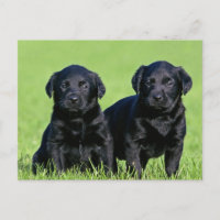 Black Labrador Retriever Puppy Dog Postcard