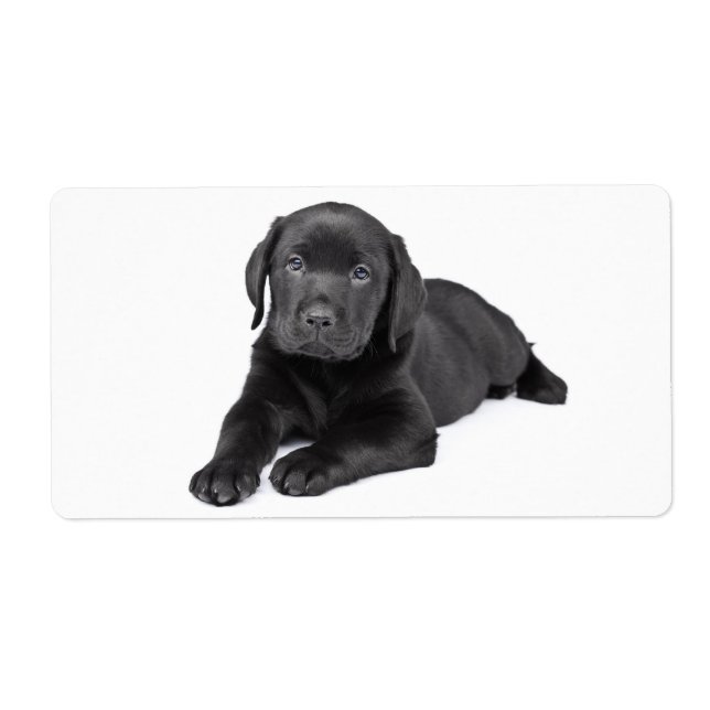 Black Labrador Retriever  Puppy Dog Sticker (Front)