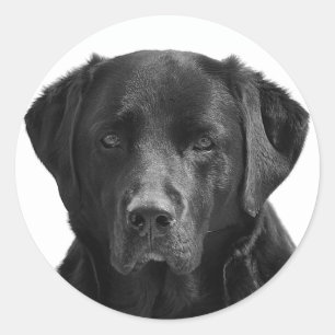 Black Labrador Retriever Puppy Dog Sticker / Seal