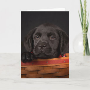Black labrador retriever puppy in a basket card