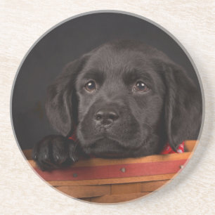 Black labrador retriever puppy in a basket coaster