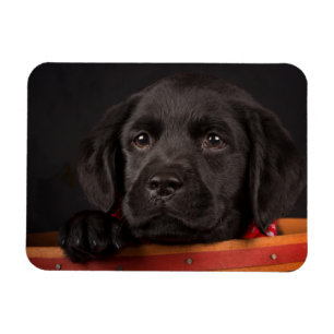 Black labrador retriever puppy in a basket magnet