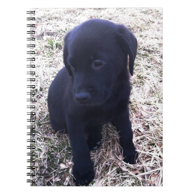 Black Labrador Retriever Puppy Notebook (Front)