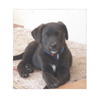 Black Labrador Retriever Puppy