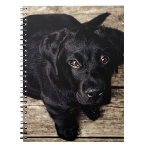 Black Labrador Retriever Puppy on Wood Notebook