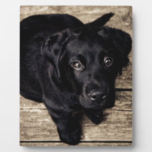 Black Labrador Retriever Puppy on Wood Plaque