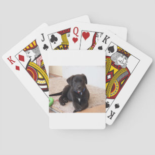 Black Labrador Retriever Puppy Playing Cards