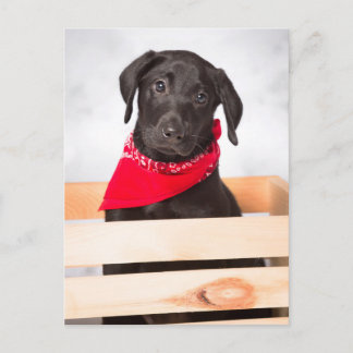 Black Labrador Retriever Puppy Postcard