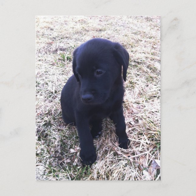 Black Labrador Retriever Puppy Postcard (Front)