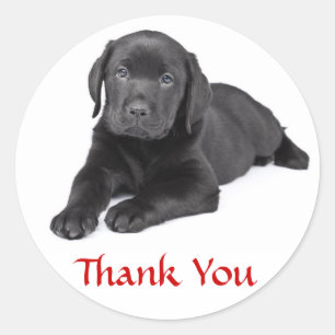 Black Labrador Retriever Puppy Thank You Sticker