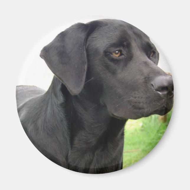 Black Labrador Retriever Round Magnet (Front)