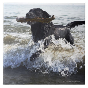 Black Labrador retriever running through surf, Ceramic Tile