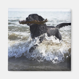 Black Labrador retriever running through surf, Magnet