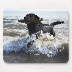 Black Labrador retriever running through surf, Mouse Pad