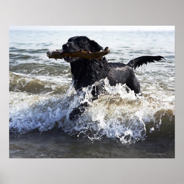 Black Labrador retriever running through surf Poster (Front)