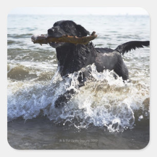 Black Labrador retriever running through surf, Square Sticker
