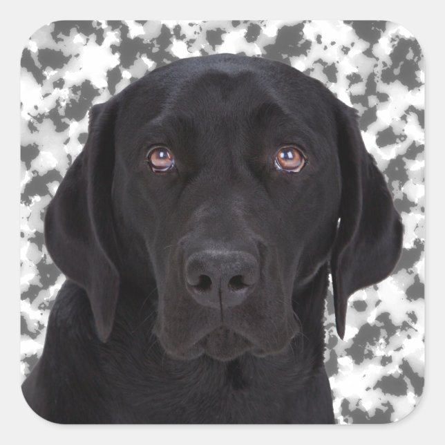 Black Labrador Retriever Square Sticker (Front)