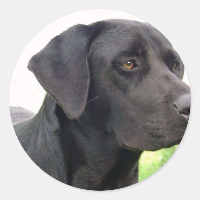 Black Labrador Retriever Sticker (Front)