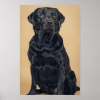 Black Labrador Retriever Warm Neutral Portrait Pos