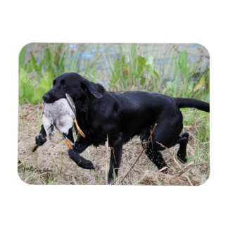 Black Labrador Retriever with duck magnet