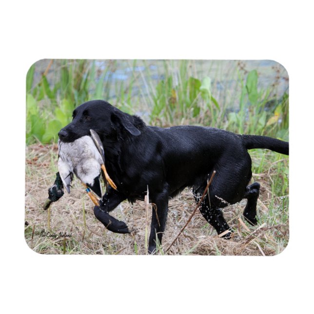 Black Labrador Retriever with duck magnet (Horizontal)